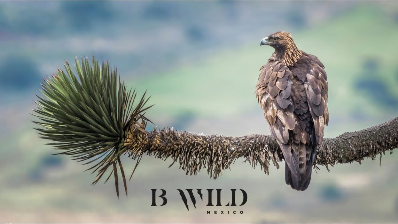 In The Search Of The Golden Eagle