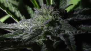 Greenhouse Grow 2014 ep9 - Harvest part 2-2
