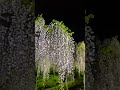 白毫寺〜藤棚ライトアップ〜