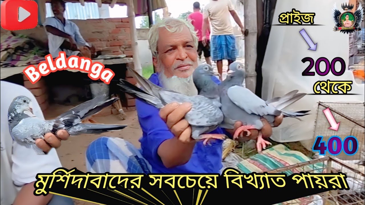 2025/Beldanga dikha do pigeon market 🕊️👀 বেলডাঙা কবুতর হাট #shorts #pigeon #kabootar #indian #bird