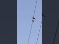 Two Birds On A Wire But It S Real Life