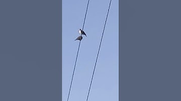 Two birds on a wire but it’s real life 👍