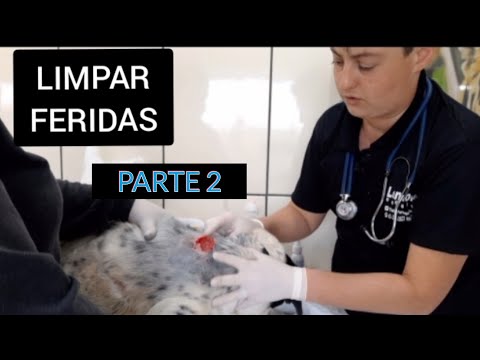 Vídeo: Devemos Deixar Os Animais De Estimação Limparem Suas Próprias Feridas?