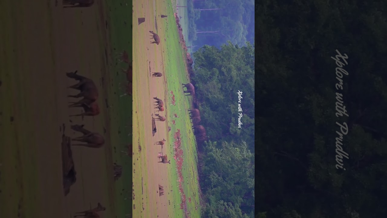 Wildlife gathering at Kabini Backwaters | Kabini | Xplore with Prudhvi 