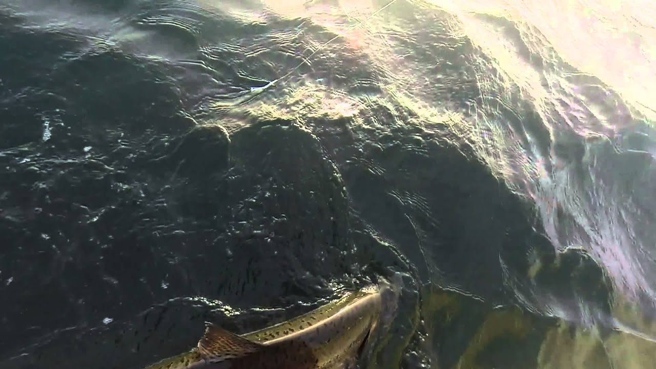 Wild Chinook Salmon Release July 2014
