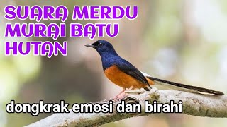 suara burung murai batu di hutan sangat merdu 