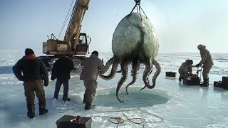 Download Lagu Telur Kuno yang Ditemukan di Antartika Berusia 66 Juta Tahun MP3