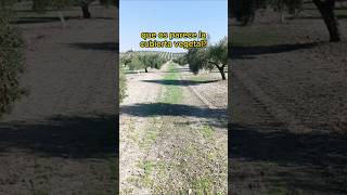 La Cubierta Vegetal En Laboreo