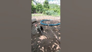 chuối tơ🐓#thứcgàrừng86 #gàrừngrặc #gàrừngtaitrắng