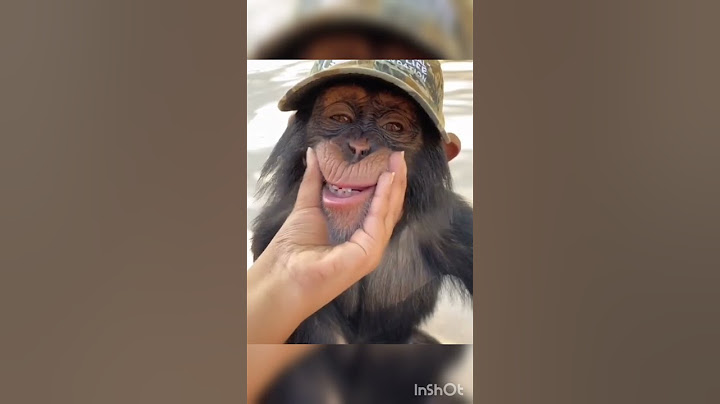 Funny  animals. Monkey love REP || Забавные животных. Обезьяна любит  реп #shorts