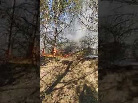 Лесной пожар в Одесской области