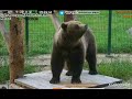Медведь Мансур: Я не танцую. Нет! Танцую!)
