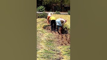 Paddy Harvesting Manually #shorts