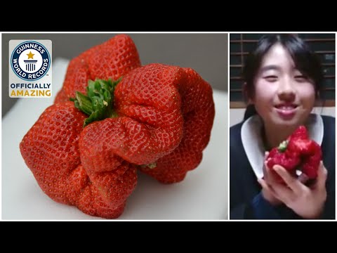 Guinness World Record Breaking Strawberry Found In Fukuoka And It S Delicious Soranews24 Japan News