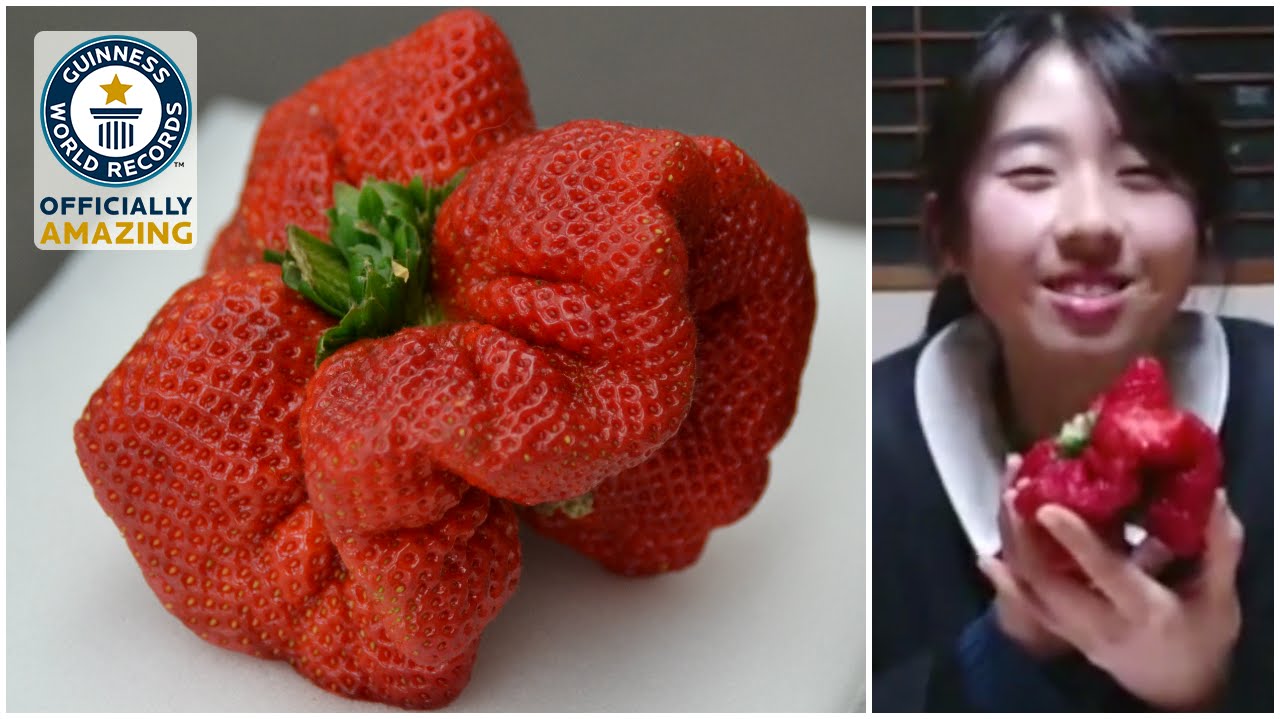 Heaviest Strawberry Guinness World Records Youtube