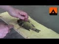 How to fillet a bluegill or sunfish