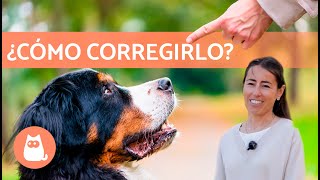 Cómo CORREGIR a un PERRO correctamente ✅ | Educación Canina