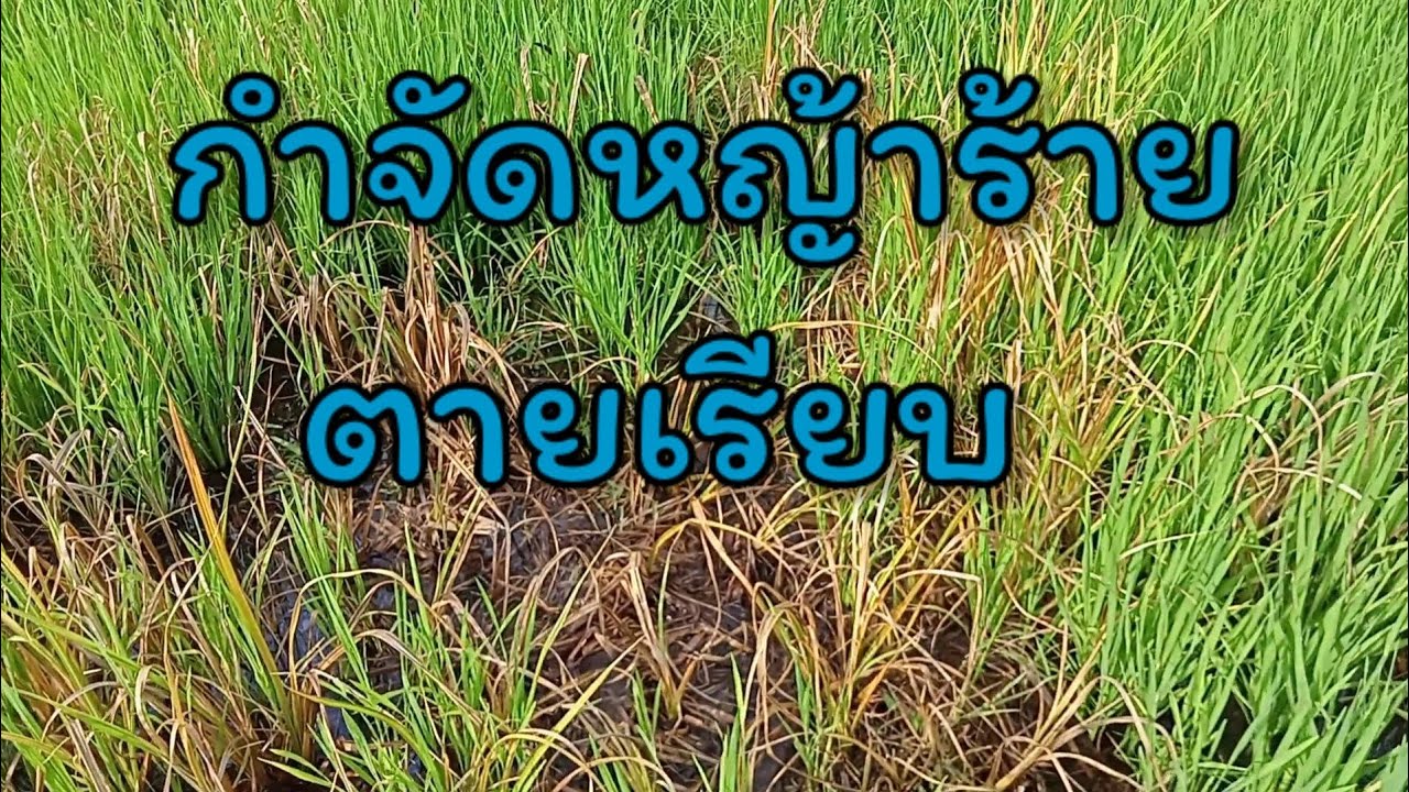 #กำจัดวัชพืชในนาข้าว #ฆ่าหญ้าในนาข้าว    กำจัดวัชพืชในข้าว หลังฉีดได้7-10วัน รีวิว