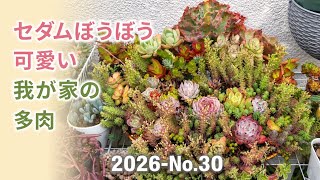 Succulents] Succulents after the rain❣️ Silver-colored