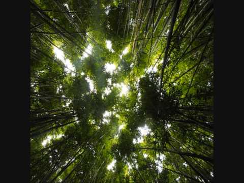 Avatar Video
