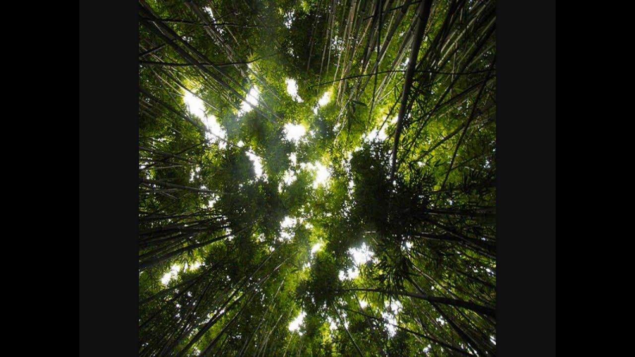 Universal Hall Pass - Avatar (Tragic Chorus Remix) [HD]