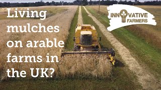 What farmers learnt from trialling living mulches on arable farms in the UK
