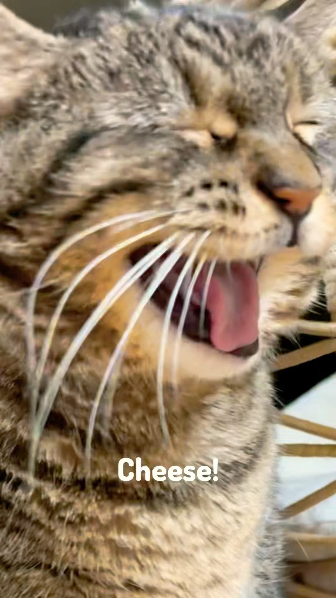 We always know what Penny is thinking about! #talkingcat