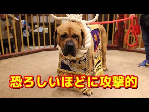 土佐犬の動画 画像 動画検索 マイルドサイト