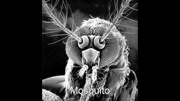 The Microscopic World - Electron Microscope images (with some artificial colouring)