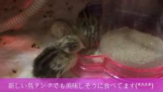 【ヒメウズラ】鳥タンク購入！