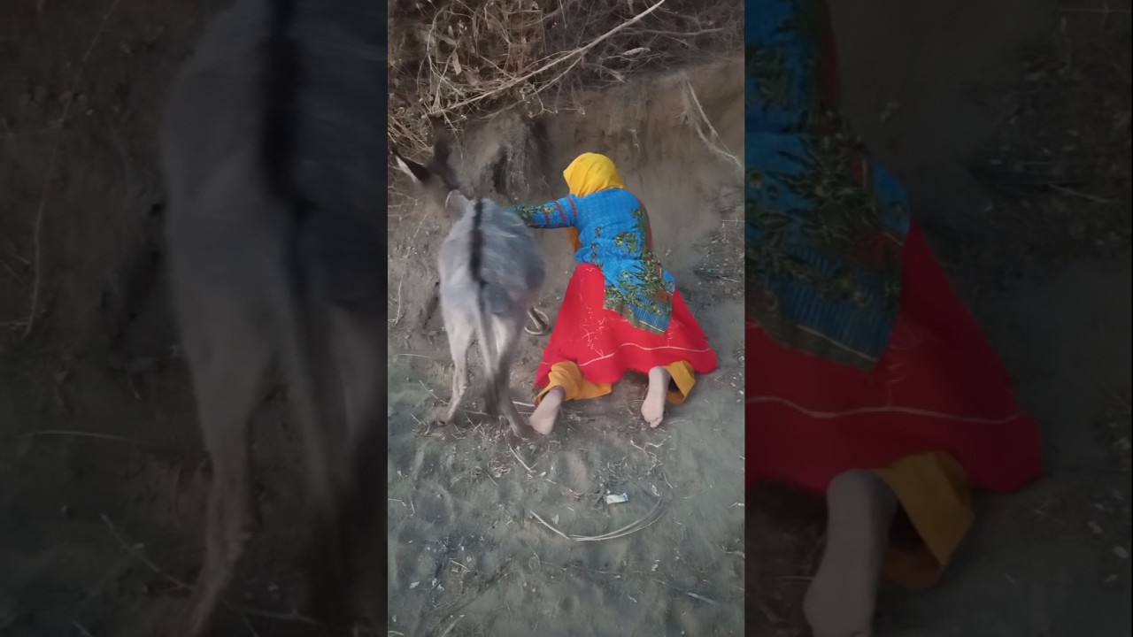 Funny Donkey Moments - Cute Animal Comedy part 3😆😂 #Shorts