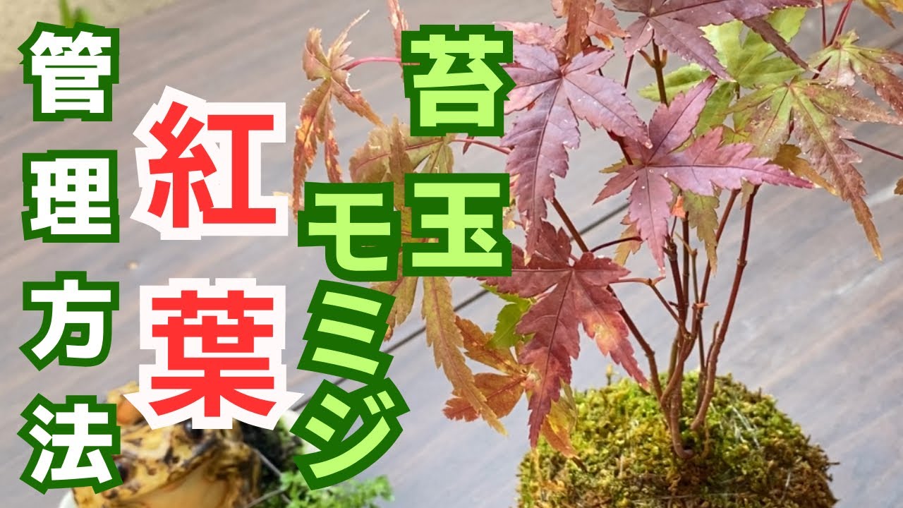 Betty　苔玉 緑と赤の葉 苔玉の育て方】モミジを真っ赤に紅葉させる場と管理方法を解説 - YouTube
