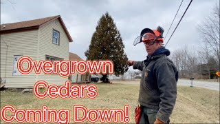 Celebrity Cutting Down Overgrown Shrub With Chainsaw Dropping Two Huge White Cedars! Landscape Tune Up! #30 Profile