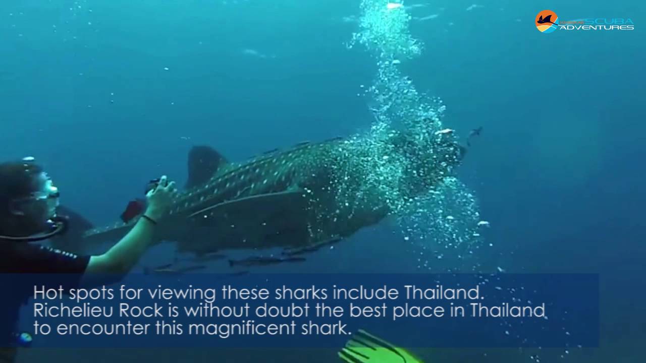 Whale Shark Quick Facts