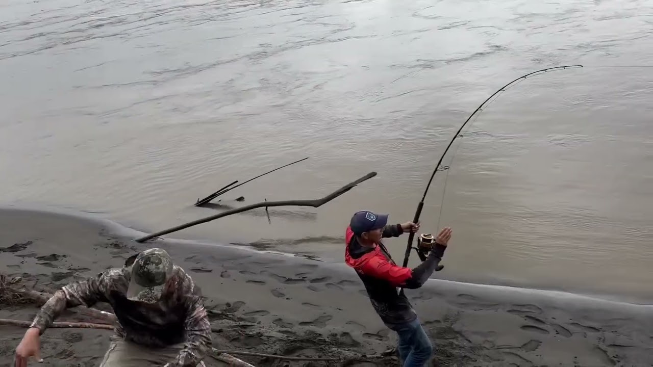 Pescadores logran atrapar un bagre Gigante que Sorprende al Mundo.