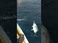 Popper Fishing Surf Breaks #Shorts