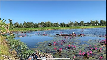 Tập 57 - Điểm câu cá rô đồng đẹp như trong tranh | TMQT