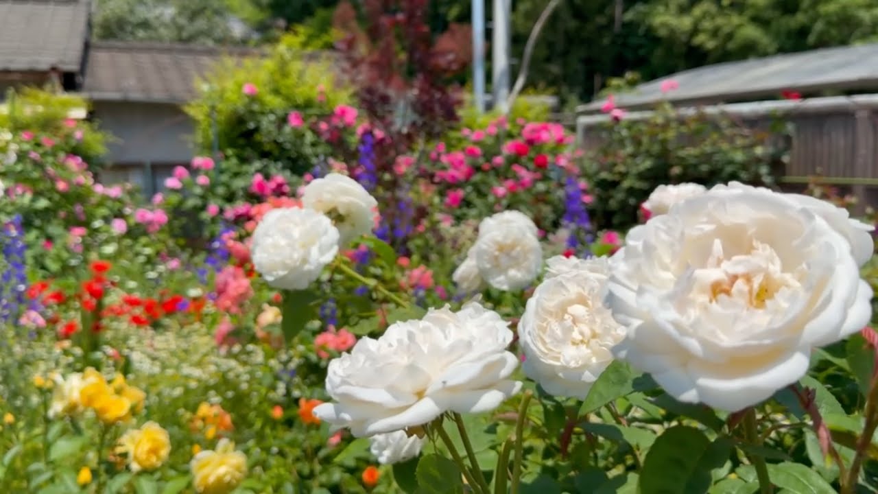 2025/05/13 超超超超超撮り頃です！ 160種200本の薔薇 その甘い香りを