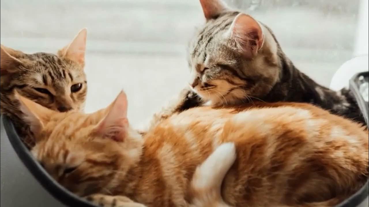 🌱8 heures de miaulements 🌱 Sons pour attirer les chats 🌱 Appeler les chats YouTube