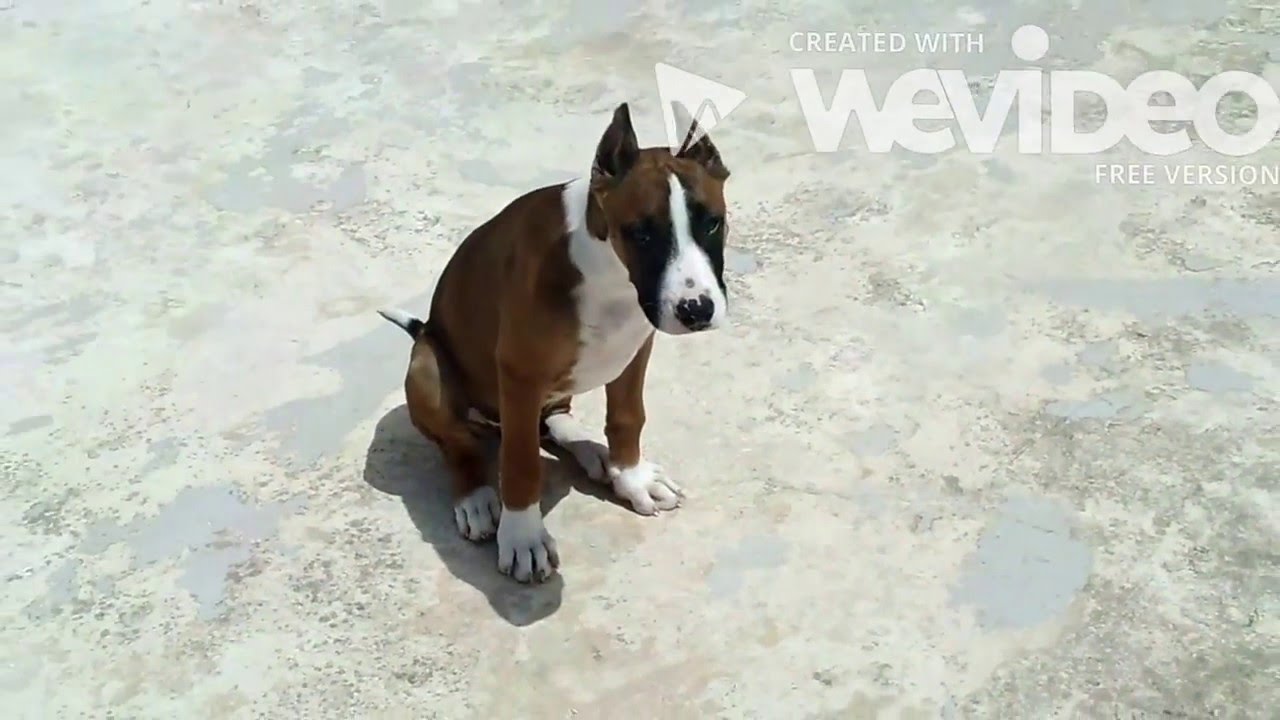 Bull terrier mixed with boxer. - YouTube