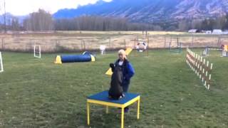 Vector Contact Training 21 Months Old