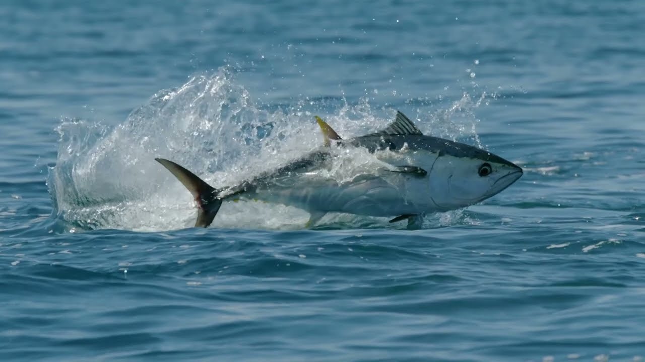 Film backdrop image for Tuna feasting on anchovies (2023)