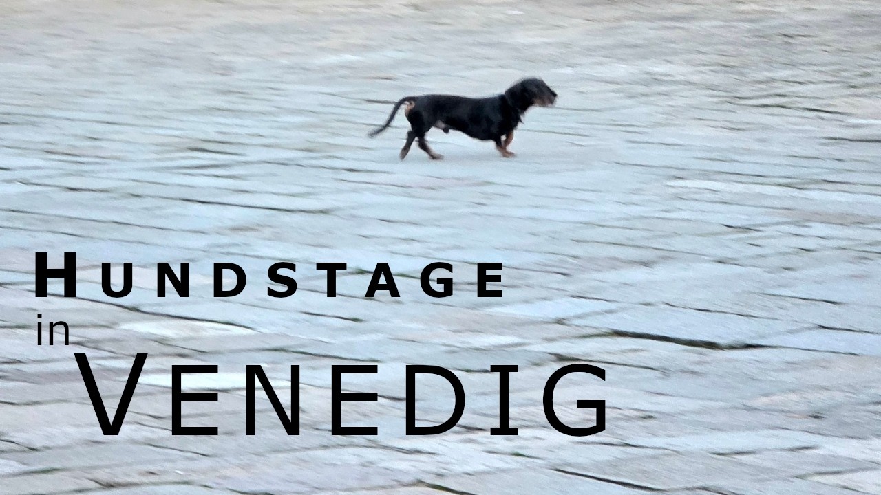 HUNDSTAGE in VENEDIG - Ein Reisebericht über die treuesten Freunde der verbliebenen Einwohner