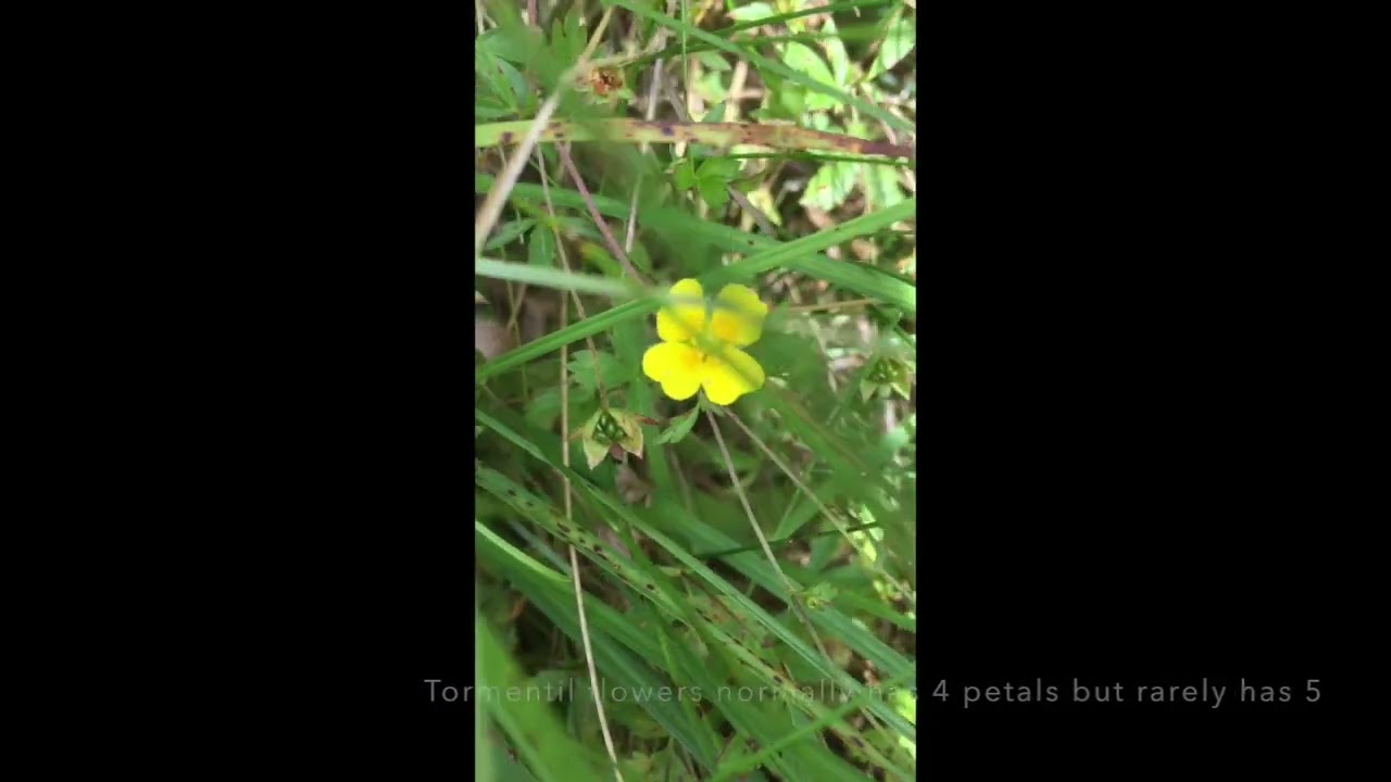 Tormentil vs Creeping Cinquefoil identification