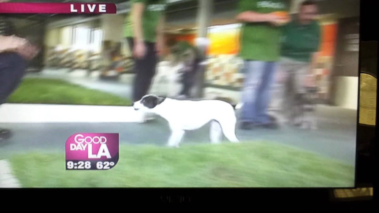 Pooch Hotel Hollywood on Good Day LA part 2 YouTube