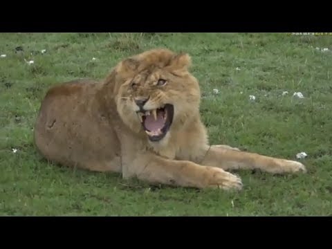 Safari Live : Lone Male Lion trying to join a new coalition of 4 Male Lions  Oct 26, 2017