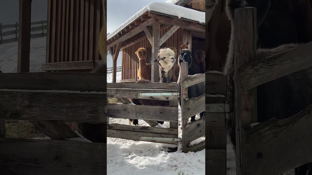 Cute alpacas in Austria 