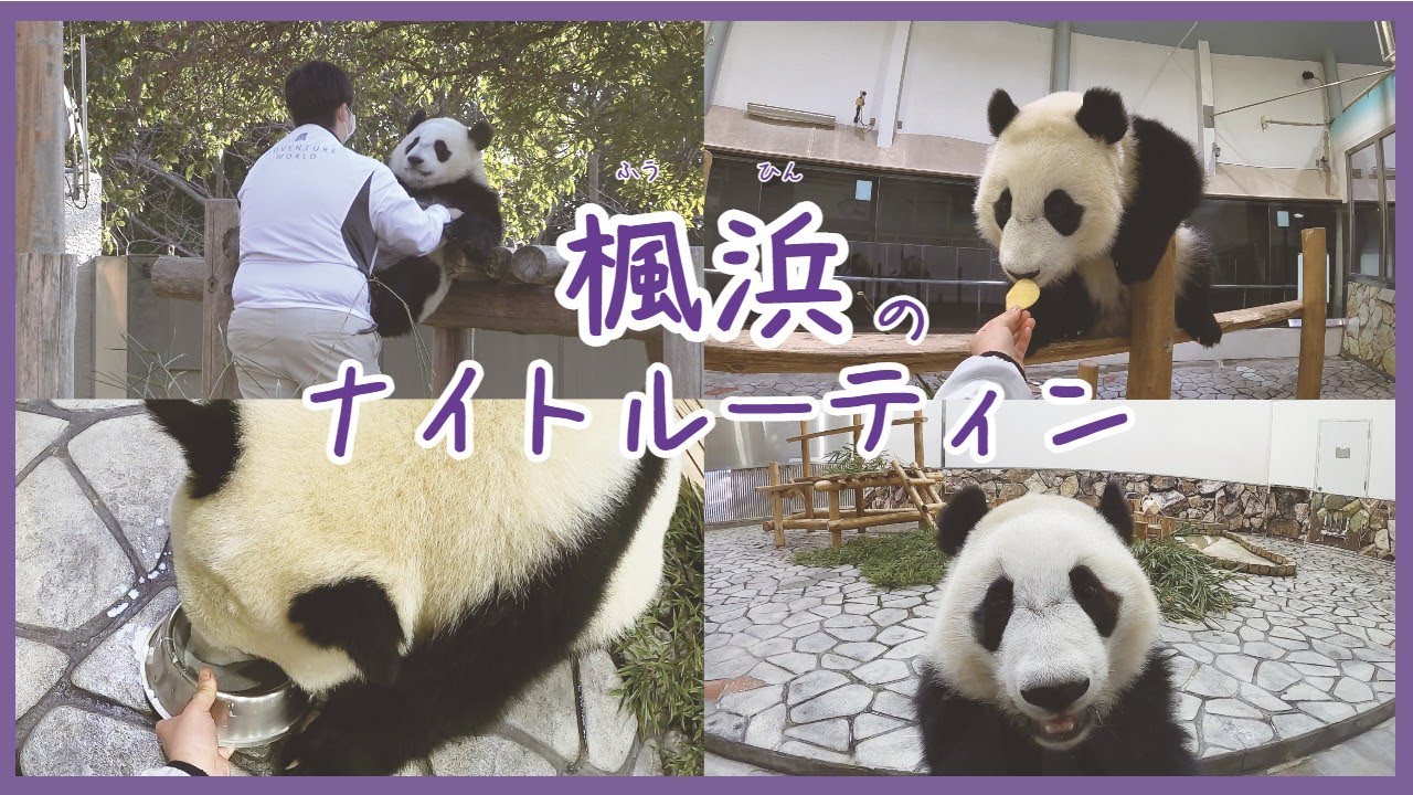 ジャイアントパンダ「楓浜」のナイトルーティン