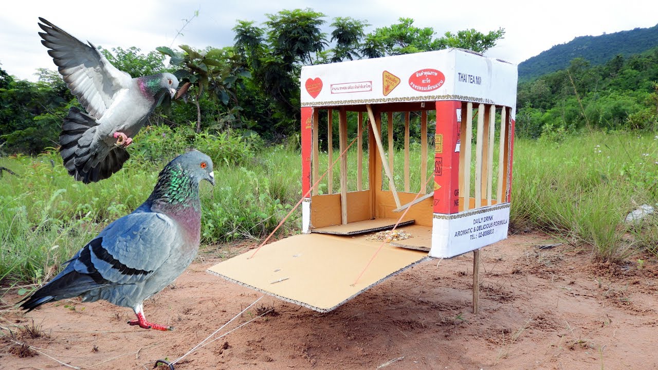 Creative Quick Pigeon Trap Using Paper Box With Woods - Easy Unique Pigeon Trap
