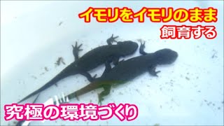 イモリをイモリのまま飼育する方法 野生のイモリの棲息地に学ぶイモリの自然飼育 アカハライモリが脱走しないビオトープの環境づくり メダカと アカハライモリが美しく自然に暮らすビオトープ 6 Youtube イモリをイモリのまま飼育する方法 野生のイモリの棲息地に学ぶイモリの自然飼育 アカハライモリが脱走しないビオトープの環境づくり メダカと アカハライモリが美しく自然に暮らすビオトープ 6 Youtube